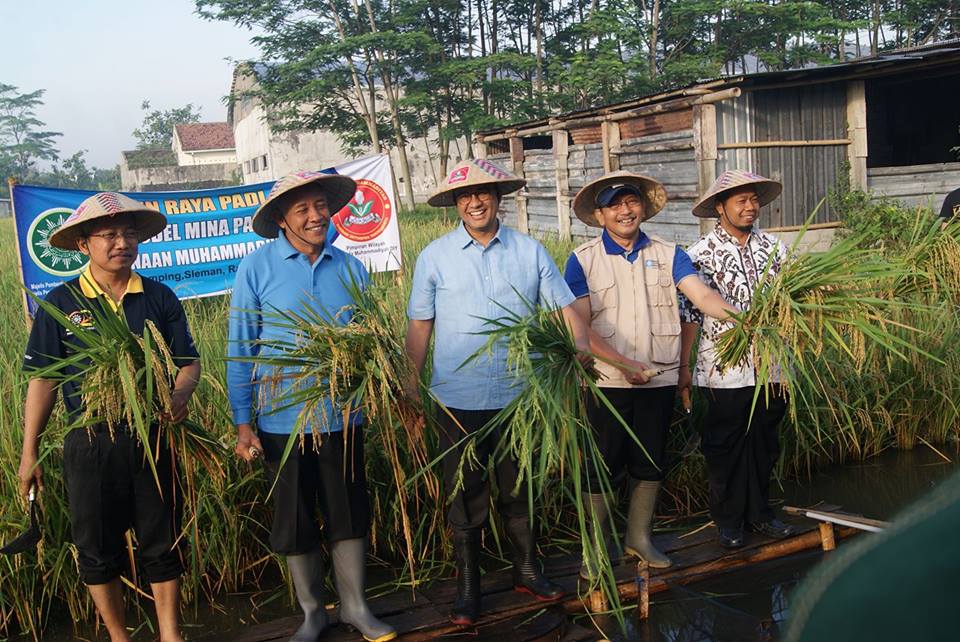 Anies baswedan ikuti panen petani binaan muhammadiyah