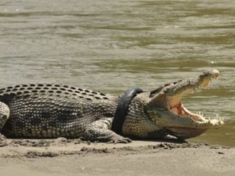 Buaya berkalung ban di sungai Palu (Instagram @mattwright)