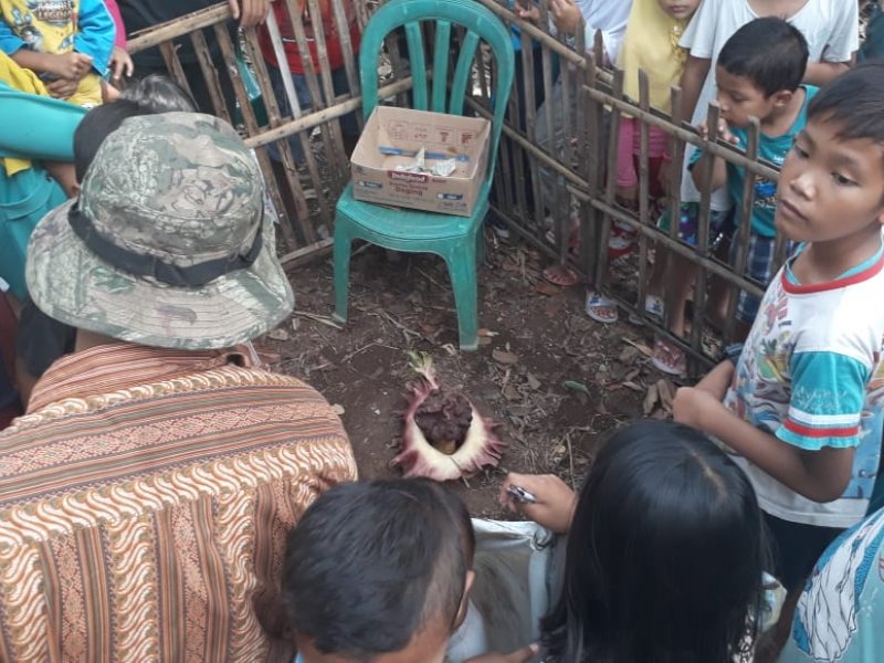 Bunga bangkai tumbuh di kebun warga Kampung Pulo, Tambun Selatan