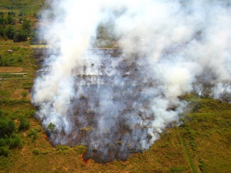 Ilustrasi kebakaran hutan (Foto : ANTARA)
