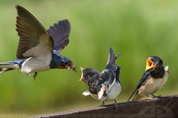 Ilustrasi burung yang mendapatkan rezeki berupa makanan