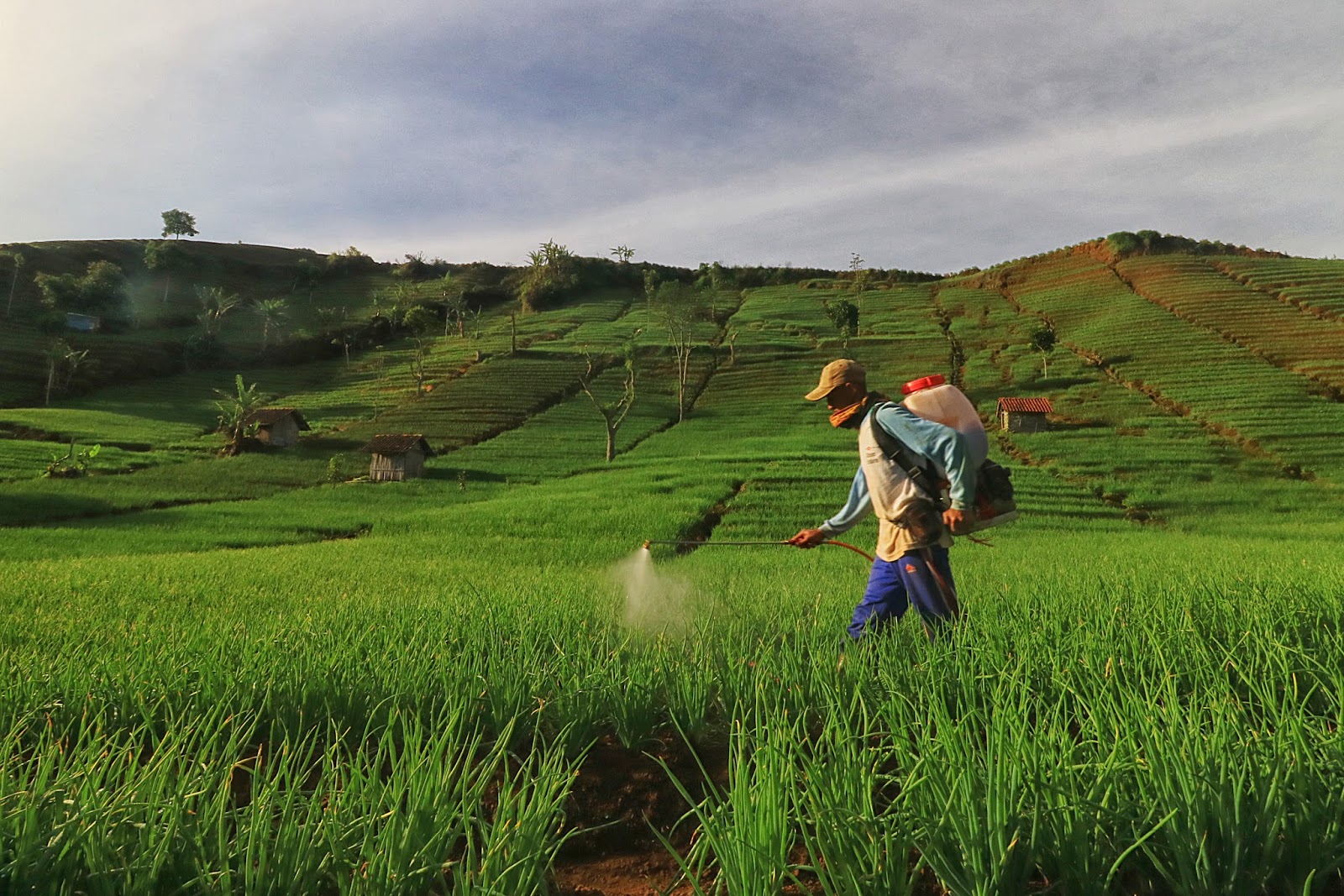 Ilustrasi petani sedang bekerja menyirami padi
