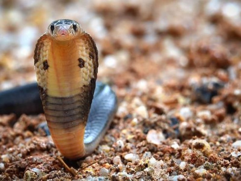 Ilustrasi ular kobra. (Istockphoto/ Cherrybeans)