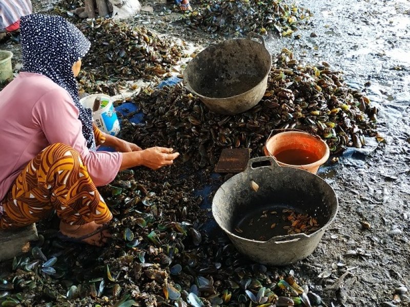 Para ibu di Kali Adem Muara Angke melepaskan daging kerang hijau dari cangkangnya (Dakta/Asiyah)