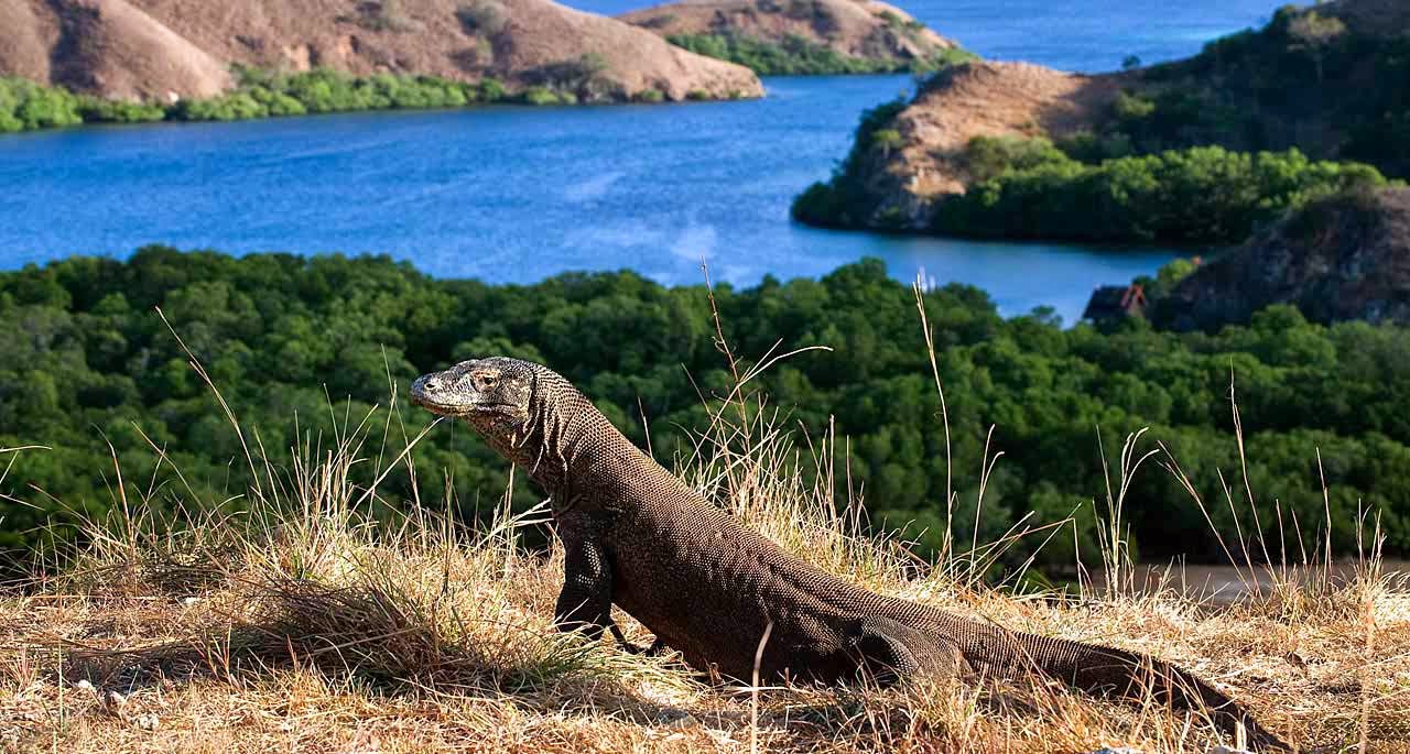 Taman Nasional Komodo