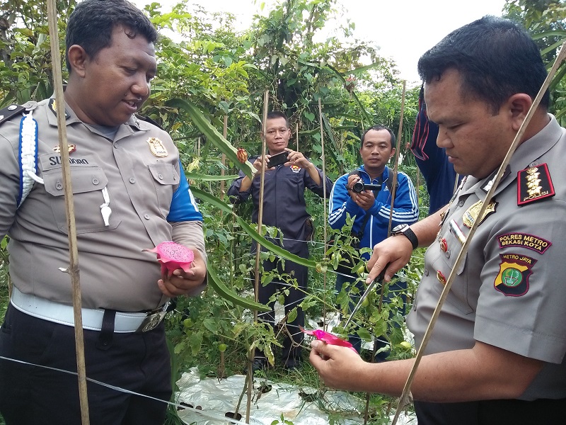 Aiptu Sundoro memperlihatkan cara penyemaian buah Naga kepada Kapolres Umar 1