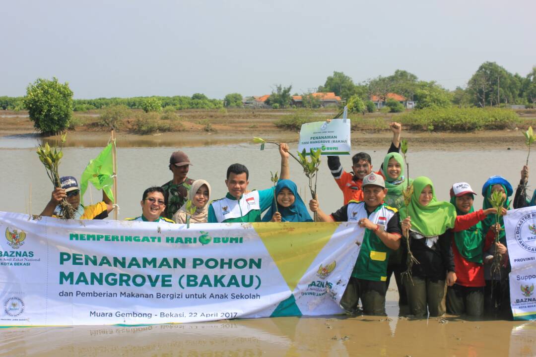 Baznas Kota Bekasi Tanam 1000 Mangrove di Muaragembong