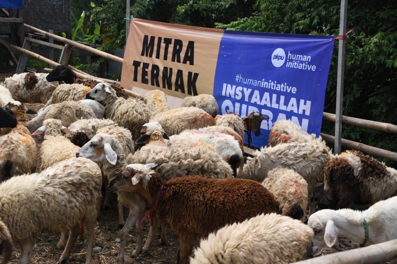 Hewan qurban Human Initiative