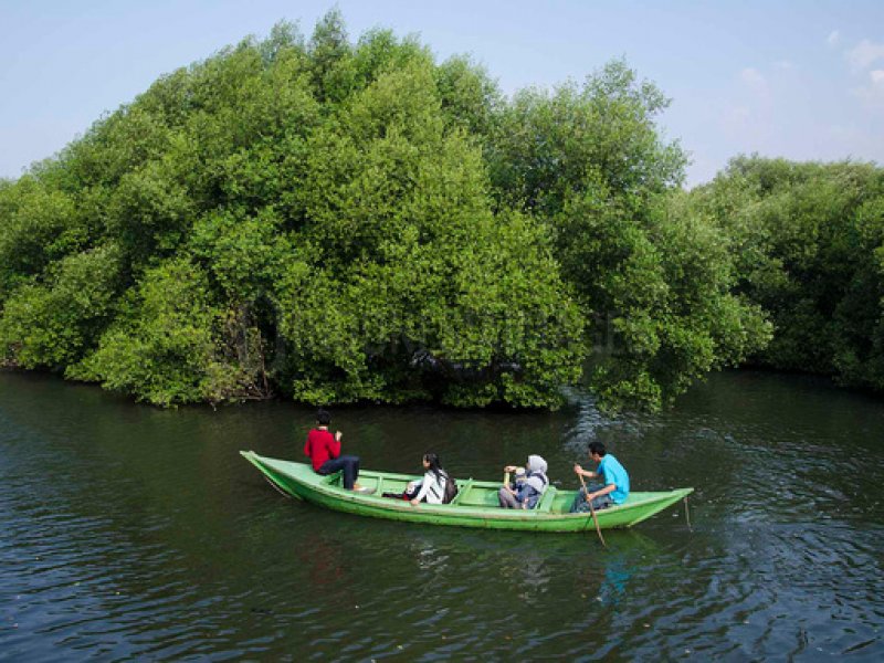 Hutan Mangrove di Muara Gembong, Kabupaten Bekasi (istimewa)