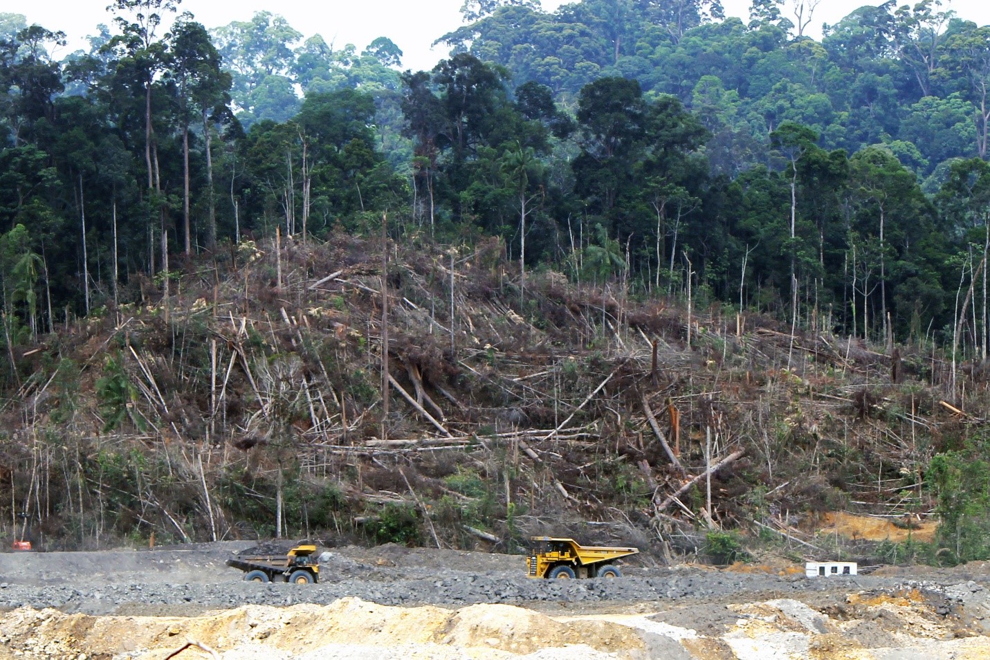 Hutan yang dirambah