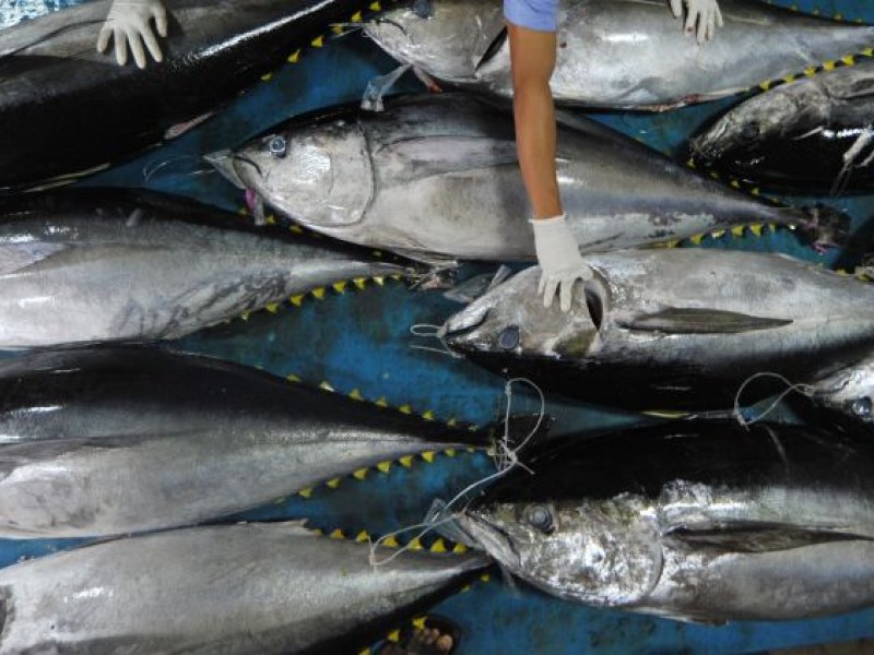 Ikan tuna (ANTARA FOTO)