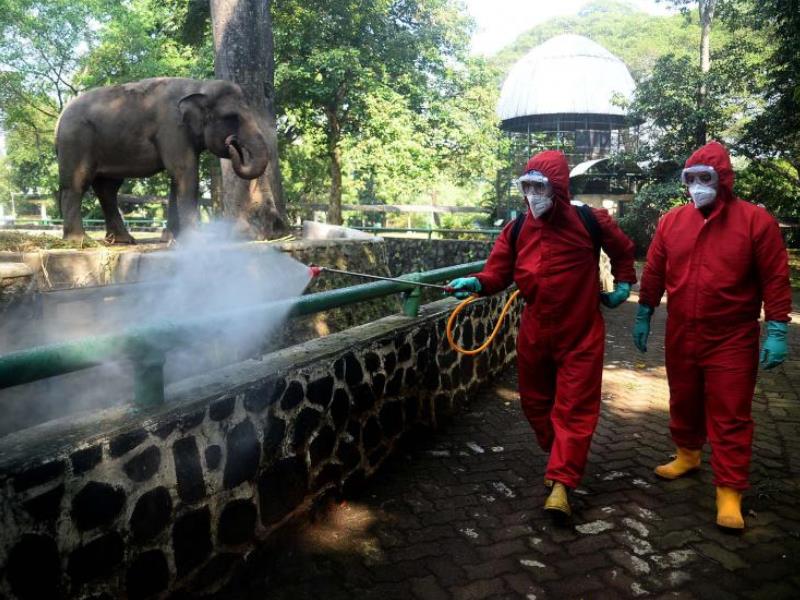 Ilustrasi Kebun Binatang Ragunan