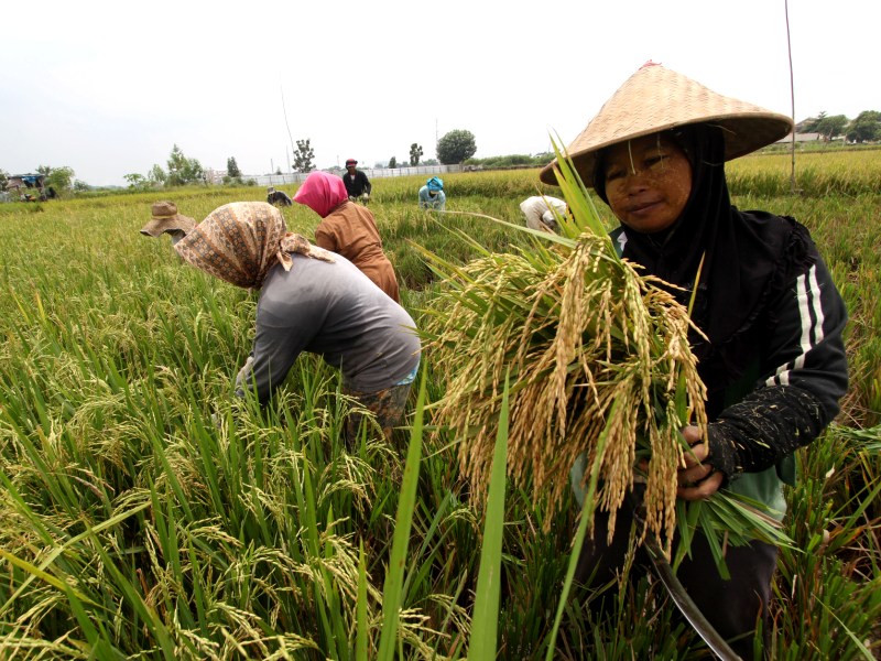 Ilustrasi petani panen padi