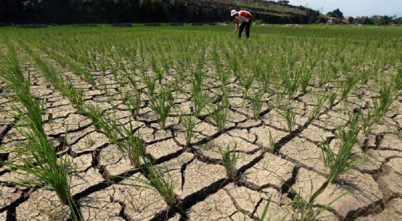 Ilustrasi sawah kekeringan