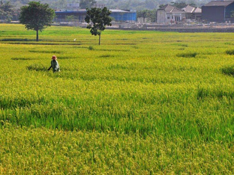 Lahan persawahan (istimewa)