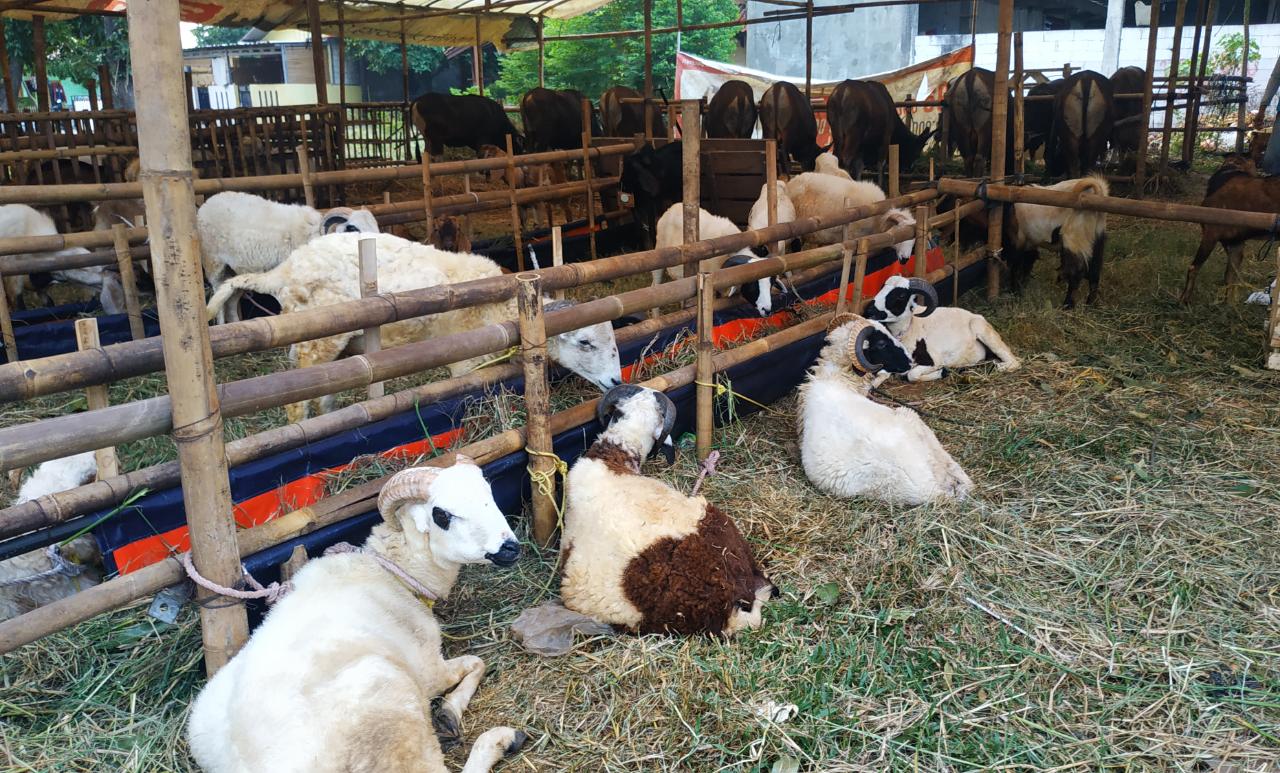 Lapak penjual hewan qurban