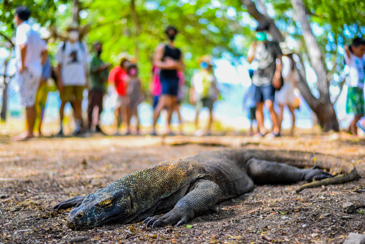 PULAU KOMODO 1