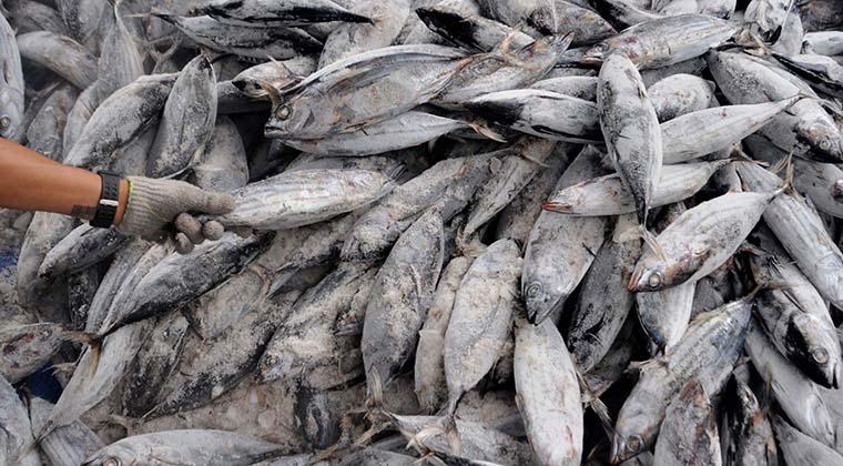 Ribuan ikan yang siap dijual