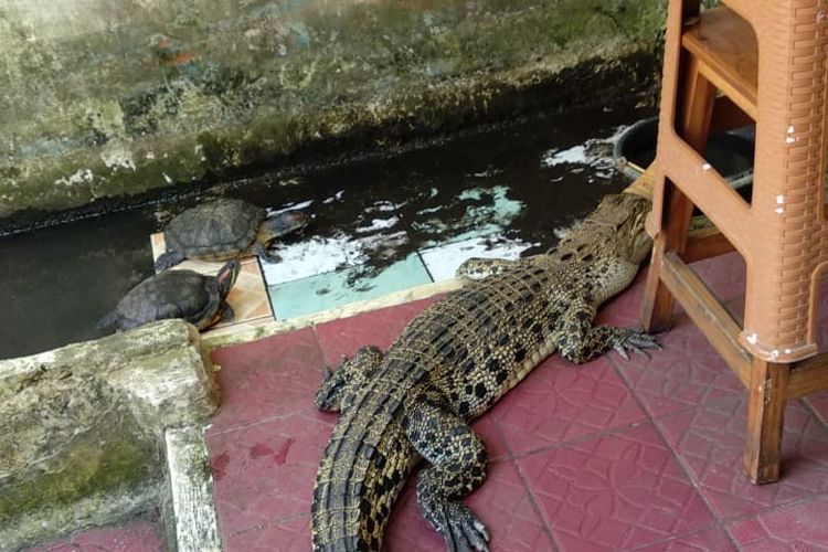 Seekor buaya yang diserahkan warga Teluk Pucung Bekasi Utara ke Dinas Pemadam Kebakaran Damkar Kota 