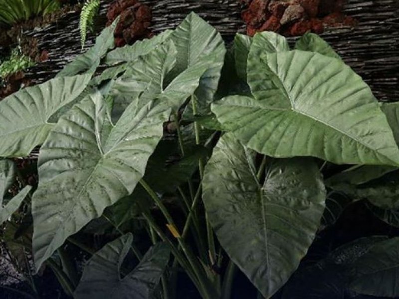 Tanaman Araceae. (Instagram @lipiindonesia)