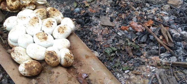 Telur Ular Kobra Ditemukan Warga di Mustika Jaya Bekasi