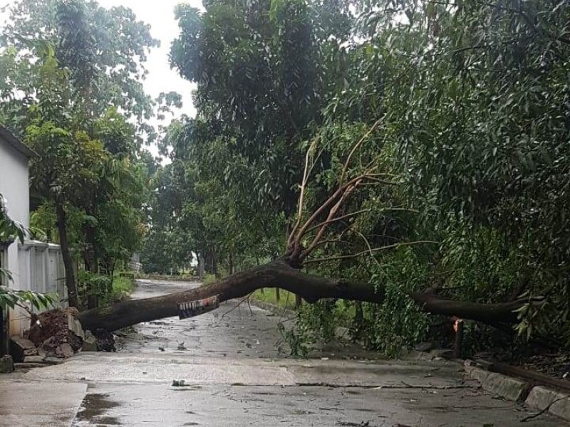 Pohon tumbang di Jalan Poso 6, Villa Indah Permai, Bekasi Utara [Foto : Ibnu/Dakta]