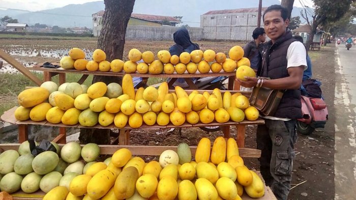 ilustrasi pedagang timun suri.foto istimewa