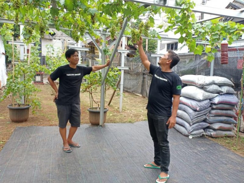 Perkebunan Buah Anggur [Foto : Uji Sukma Medianti/Republika]